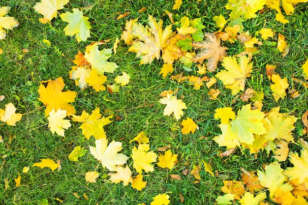 Draufsicht auf gelbe Herbstblätter auf grünem Gras im Herbst im Freien