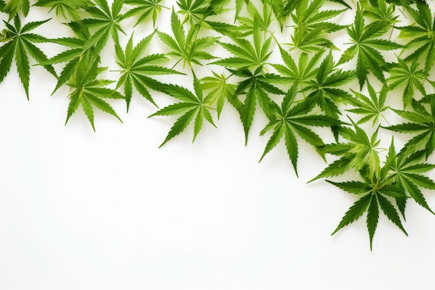 Draufsicht auf grüne Cannabisblätter auf weißem Hintergrund Ganja-Blatt-Nahaufnahme