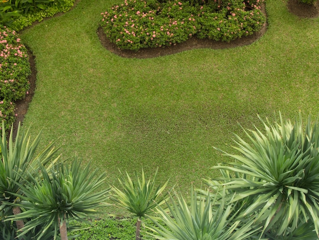 Draufsicht auf grüne Grasfeldpflanzen und -bäume im kleinen Garten