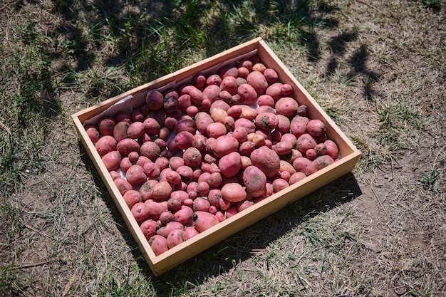 Draufsicht auf Holzkiste mit frisch ausgegrabener Kartoffelernte Anbau und Ernte von Bio-Gemüse in einer Öko-Farm