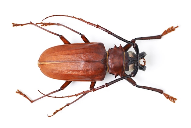 Draufsicht auf Insekten und Titanenkäfer auf weißem Hintergrund im Studio für Wildtierzoologie und natürliche Ökosysteme. Tierattrappe der Natur und Nahaufnahme einer Kreatur für Studien zur Umweltentomologie und Schädlingsbekämpfung