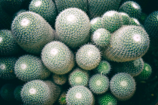 Draufsicht auf Kakteen im Garten