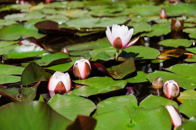 Draufsicht auf rosa blühende Lotusblume im Sommerteich mit grünen Blättern. Natürliche Hintergründe