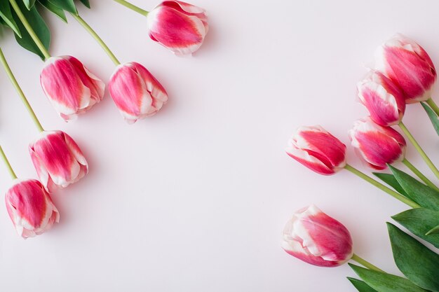 Draufsicht auf rosa und weiße Tulpen auf weißem Hintergrund