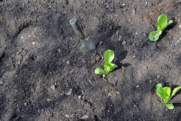 Draufsicht auf Sämling von Salat, der im Garten neben einer Schaufel in den Boden pflanzt