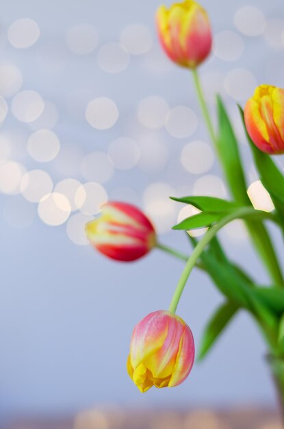 Draufsicht auf schöne rosa, gelbe Tulpen auf blauem Hintergrund mit Bokeh. Grußkarte. 8. März.