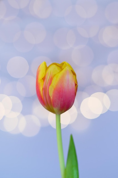 Draufsicht auf schöne rosa, gelbe Tulpen auf blauem Hintergrund mit Bokeh. Grußkarte. 8. März.