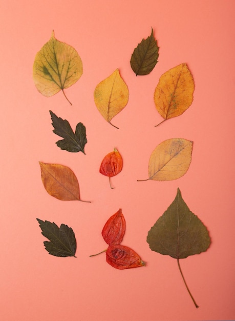 Draufsicht auf trockene Herbariumblätter auf orangefarbenem Hintergrund, gut als Herbstkarte