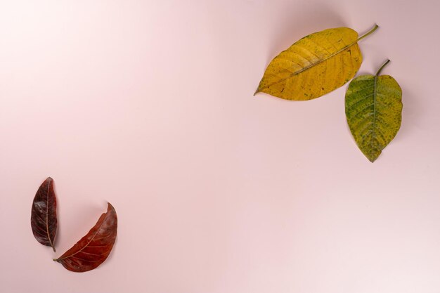 Draufsicht auf trockenes Herbstlaub mit Kopierraum