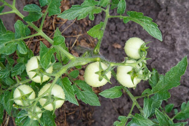 Draufsicht auf unreife grüne Tomaten, die im Garten auf Busch wachsen Anbau von Tomaten