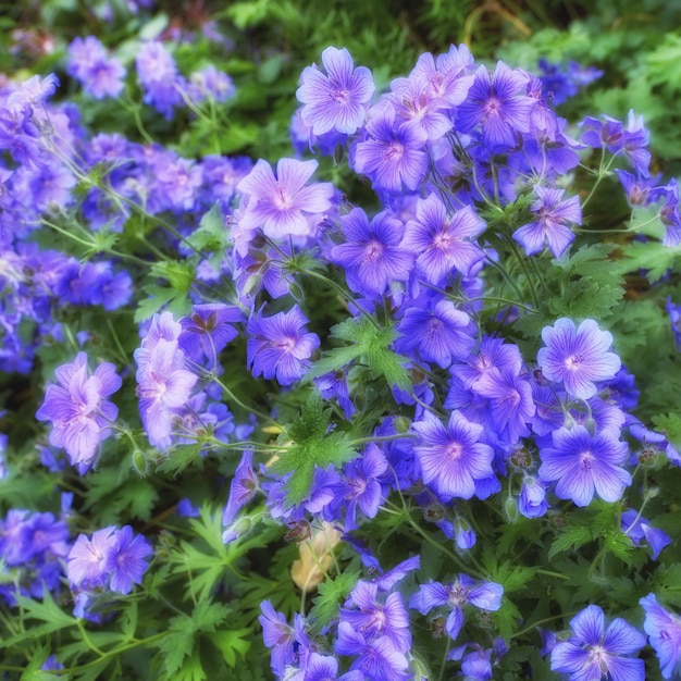 Draufsicht auf Wiesengeraniumblumen, die in einem botanischen Garten wachsen Geranium pratense wächst und blüht auf einer Wiese im Frühjahr Schöne violett blühende Pflanzen, die in einem Park knospen