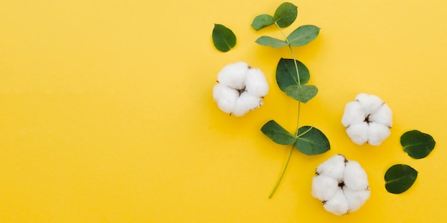 Foto draufsicht baumwollblumen auf gelbem hintergrund