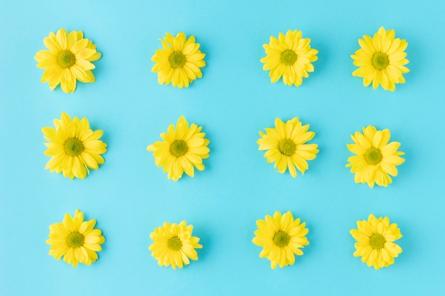 Foto draufsicht blühende blumen