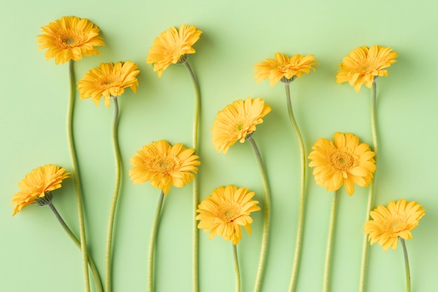 Foto draufsicht blühende blumen