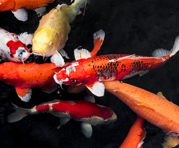 Foto draufsicht bunte koi-fische