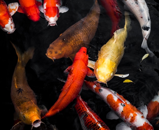 Foto draufsicht bunte koi-fische