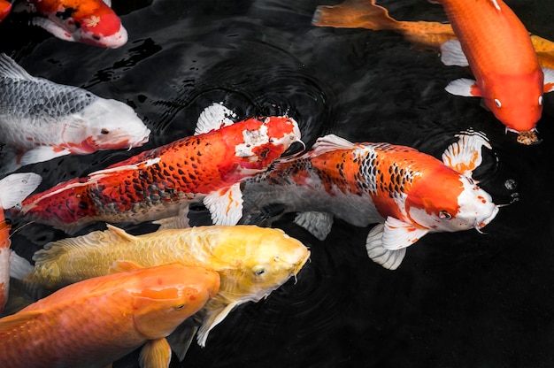 Foto draufsicht bunte koi-fische