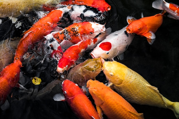 Foto draufsicht bunte koi-fische