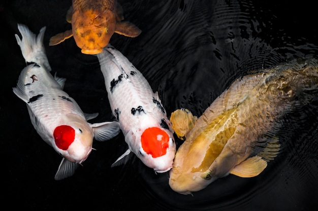 Foto draufsicht bunte koi-fische