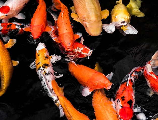 Foto draufsicht bunte koi-fische