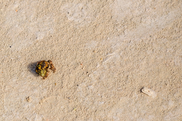 Draufsicht der Einsiedlerkrebs am Strand.