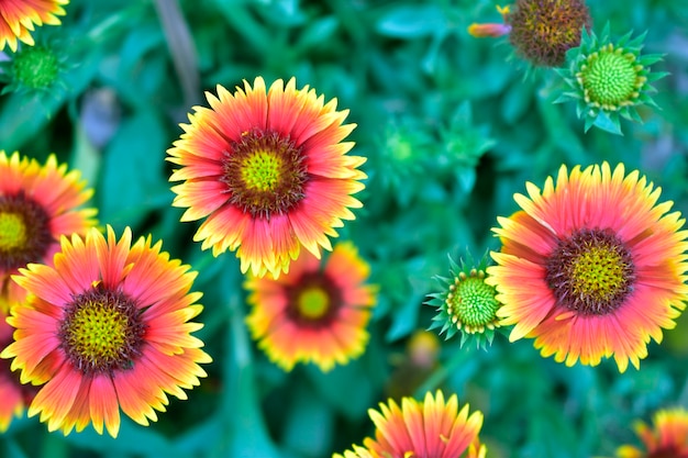 Draufsicht der indischen Decke Sonnenblume