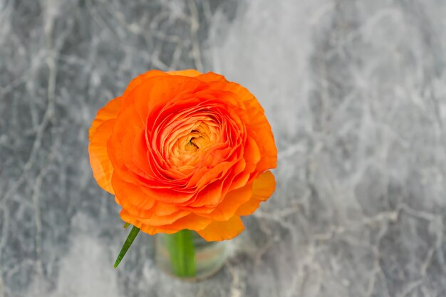 Draufsicht der orange einzelnen Blume des Ranunculus