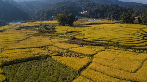 Draufsicht der Reisreisfelder in Nord-Thailand