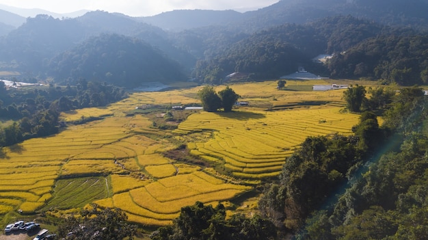 Draufsicht der Reisreisfelder in Nord-Thailand