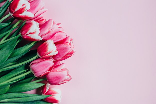 Draufsicht der rosa Tulpen auf rosa Oberfläche