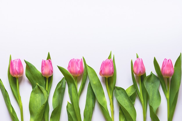 Draufsicht der rosa Tulpen, die in Linie auf weißem Hintergrund angeordnet sind. Speicherplatz kopieren.