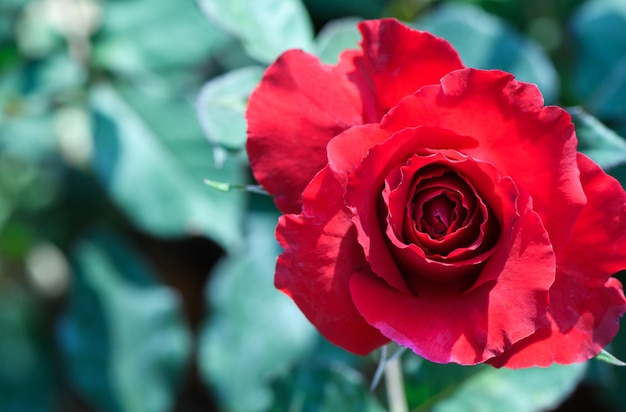 Draufsicht der roten Rose im Gartenblumenhintergrund und in den Valentinsgrüßen