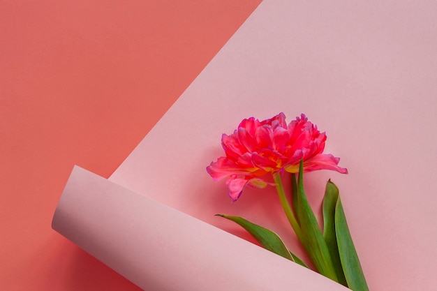 Draufsicht der schönen frischen roten Tulpe im Papierwirbelhintergrund