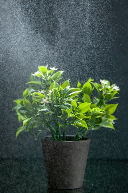 Draufsicht des Blumentopfes auf hellem auf dunklem Hintergrund mit freiem Platz