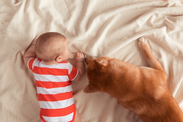 Draufsicht des fünfmonatigen Babys und des Shiba Inu-Hundes liegen zusammen auf einer Decke, schauen sich an, das Kind lächelt und fühlt sich glücklich. Sicht von oben