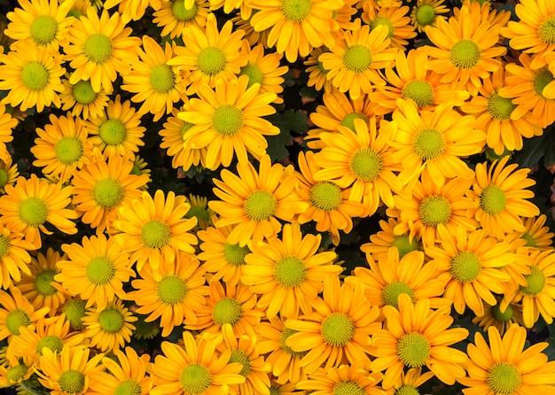 Draufsicht des gelben Floristen Mun blüht auf dem Blumengebiet