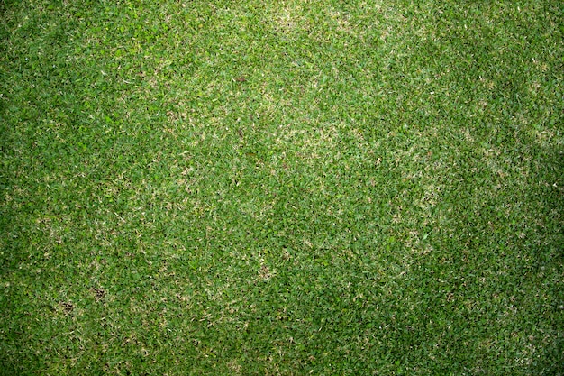 Draufsicht des grünen Grases
