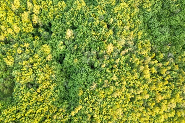 Draufsicht des grünen Waldes am sonnigen Frühlings- oder Sommertag