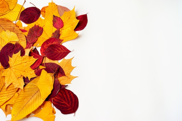 Draufsicht des Herbstlaubs auf weißem Hintergrund