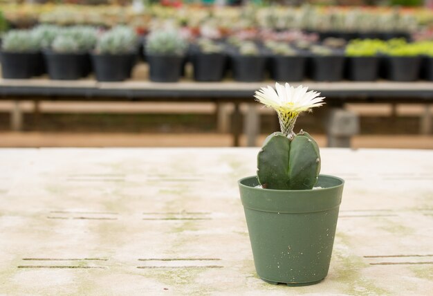 Draufsicht des Kaktus mit Blumenkaktus in einem Topf mit Kopienraum.