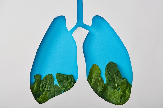 Draufsicht des Lungenmodells mit Blättern isoliert auf Weiß