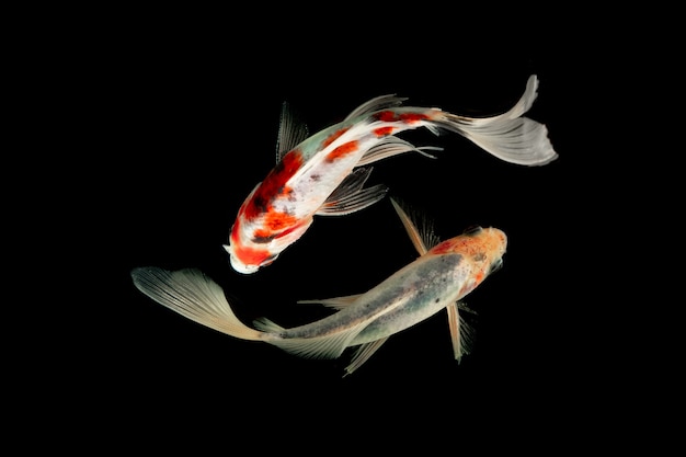 Draufsicht, die Koi-Fische schwimmen auf schwarzem Hintergrund schult