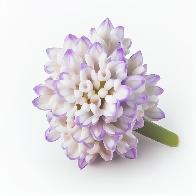 Draufsicht eine Hyazinthe-Blume, die auf einem weißen Hintergrund isoliert ist, der für den Einsatz auf Valentinstagskarten geeignet ist