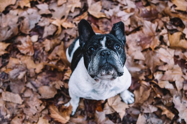 Foto draufsicht einer französischen bulldogge unter den blättern im herbst