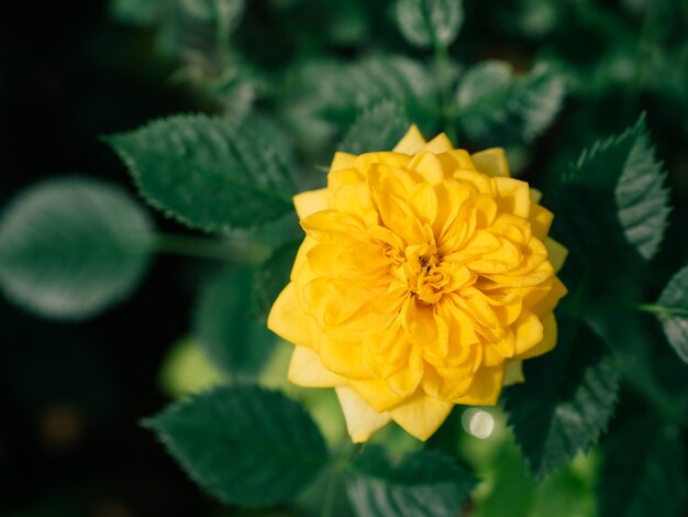 Draufsicht einer gelben Rose mit grünen Blättern