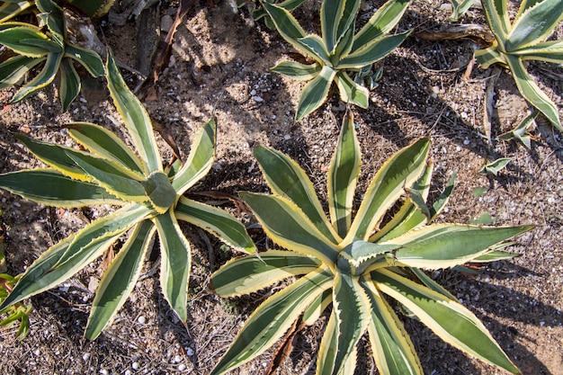 Draufsicht eines Bündels Agavenkaktuspflanzen auf einem Garten.