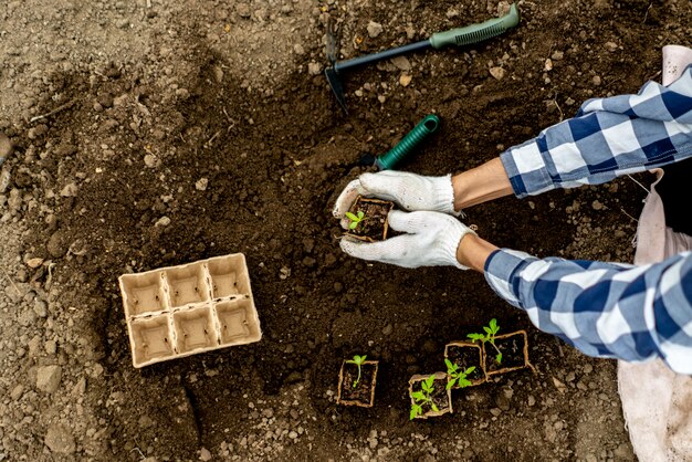 Draufsicht eines gardender Betriebskleinen Schösslings im Boden