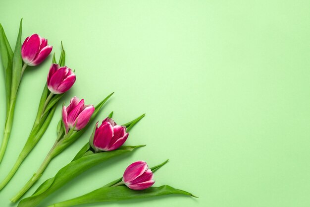 Draufsicht fünf Tulpen auf einem weichen Grün