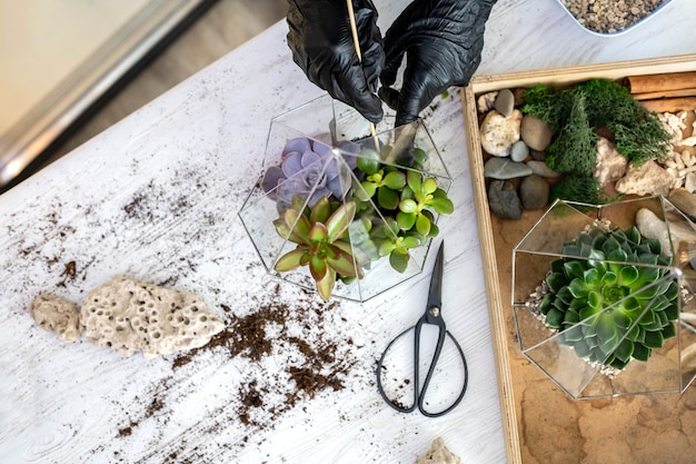 Draufsicht Gärtnerin Hände in Schutzhandschuhen Anordnung Sukkulenten in Glasflorarien