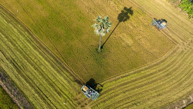 Draufsicht Harvester Automaschine zum Ernten von Reisfeldbaumarbeiten